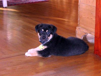A small black-and-tan puppy lying on a hardwood floor