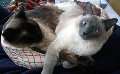 Two Siamese cats curled together in a bed
