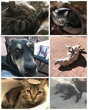 Collage of several photos of dogs and cats in various poses