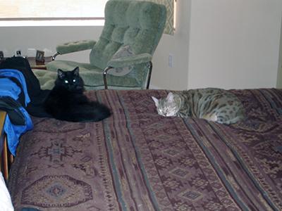 A fluffy black cat and a sleek gray spotted cat lie on a purple patterned bedspread