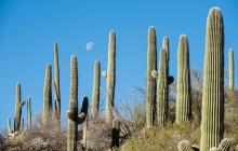 Cacti with blue sky and moon in background